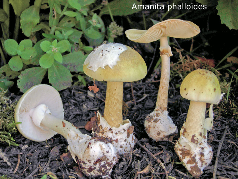 Amanita phalloides-amf223.jpg - Amanita phalloides ; Syn: Amanitaria phalloides ; Nom français: Amanite phalloïde